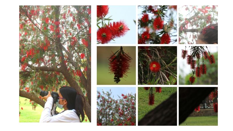 Photo Walks- Under The Red Tree