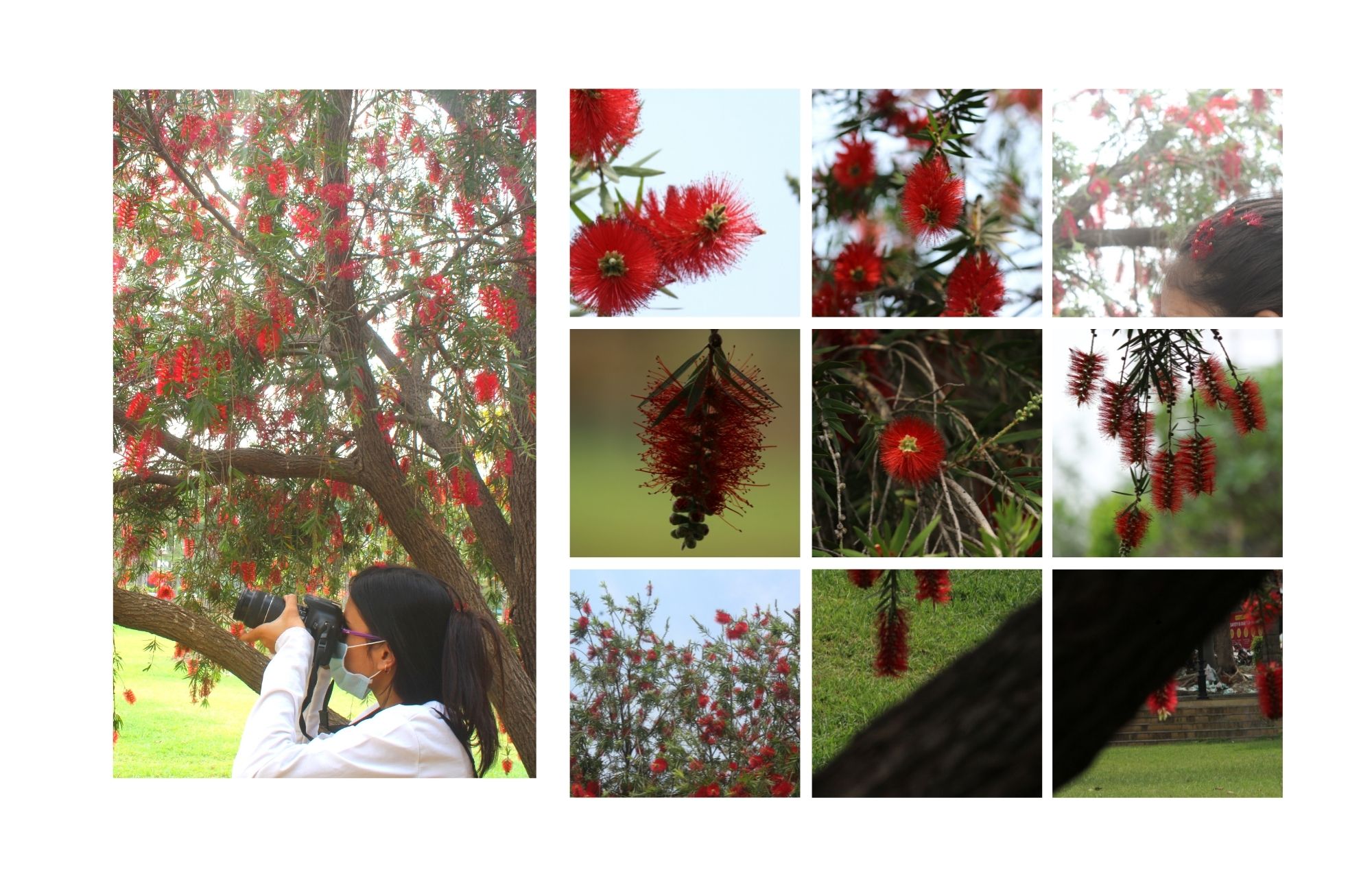 Photo Walks- Under The Red Tree